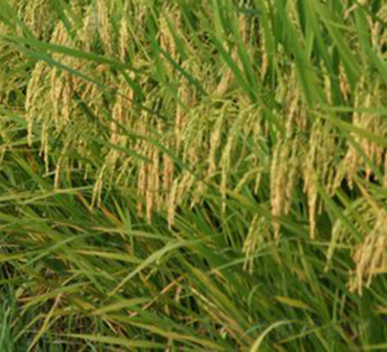 C�Ƀ�(y��u)4418-ˮ���N��-�зN���F