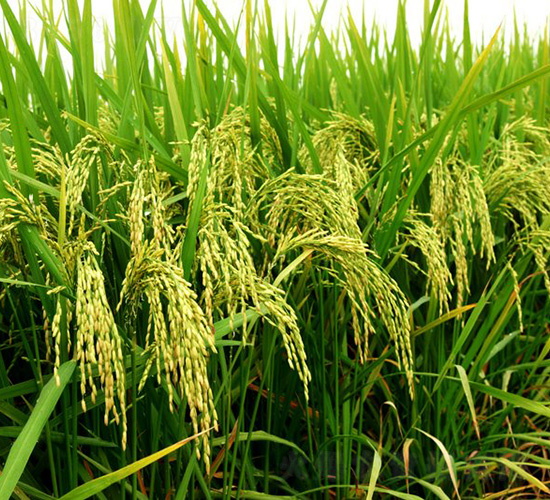 ʢ̩��(y��u)018-ˮ���N��-�зN���F(tu��n)