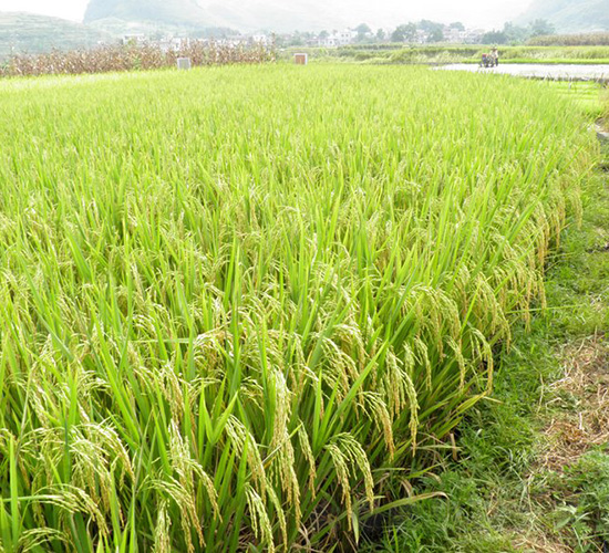 ʢ̩��(y��u)9712-ˮ���N��-�зN���F