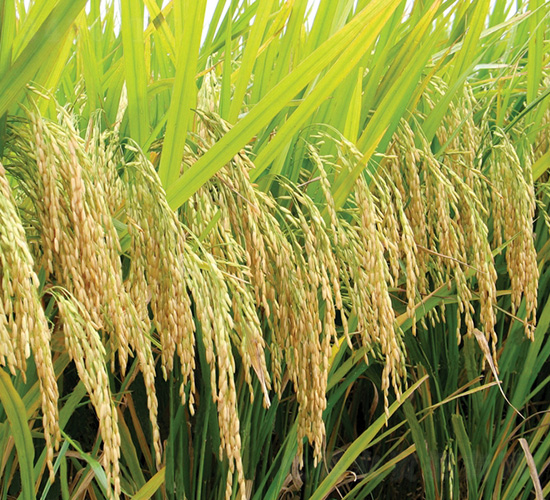 ����(y��u)9113-ˮ���N��-�зN���F