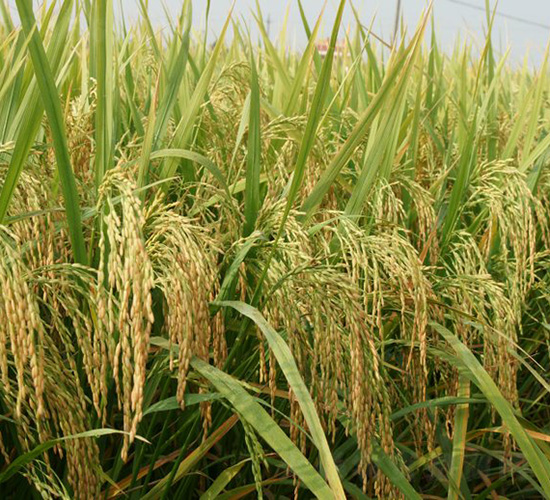 ����(y��u)9264-ˮ���N��-�зN���F(tu��n)