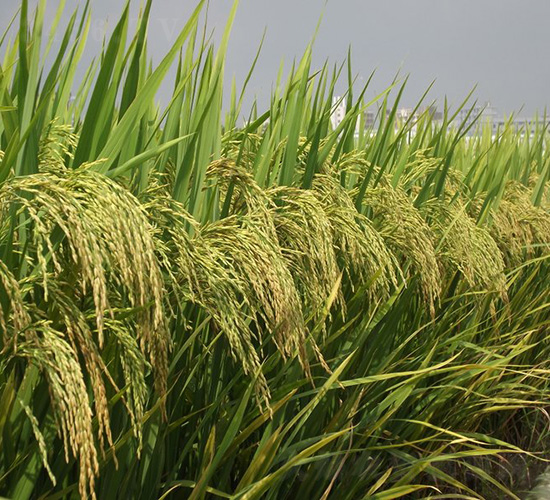 ��z6̖-ˮ���N��-�зN���F