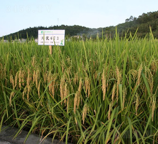 ����(y��u)673-ˮ���N��-�зN���F(tu��n)