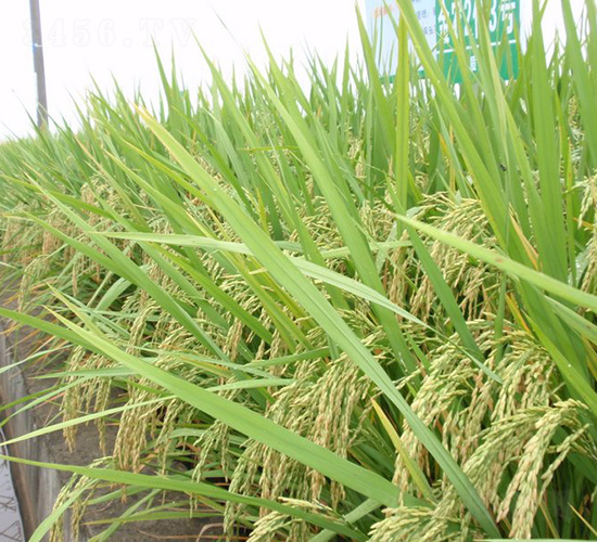 ���r(n��ng)2��(y��u)3̖-ˮ���N��-�зN���F