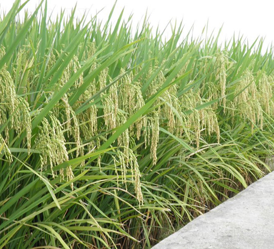 ���r(n��ng)3��(y��u)3̖(h��o)-ˮ���N��-�зN���F(tu��n)