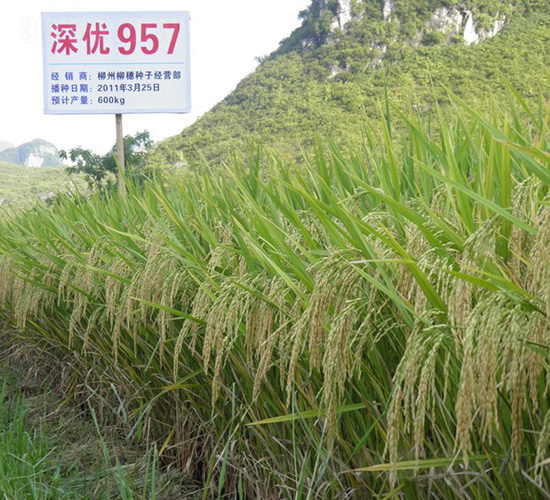 �(y��u)957-ˮ���N��-�зN���F