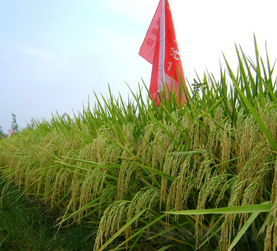 �p�Ƀ�(y��u)1̖(h��o)-ˮ���N��-�зN���F(tu��n)