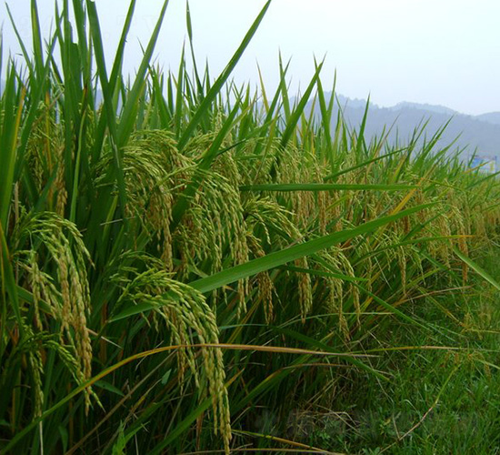 �˃�(y��u)673-ˮ���N��-�зN���F(tu��n)