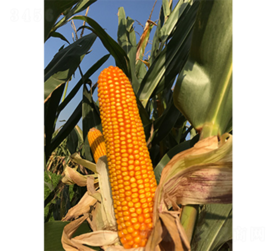 �x��73̖-���׷N��-�f����r(n��ng)