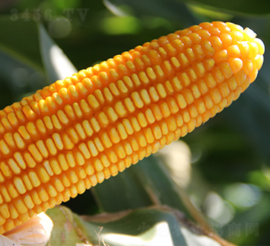 ��5̖-���׷N��-�f����r(n��ng)