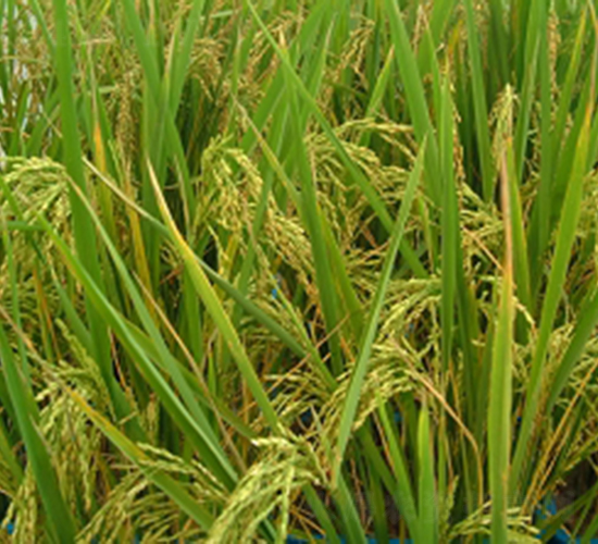 ����(y��u)��28-ˮ���N��-�ػͷN�I(y��)