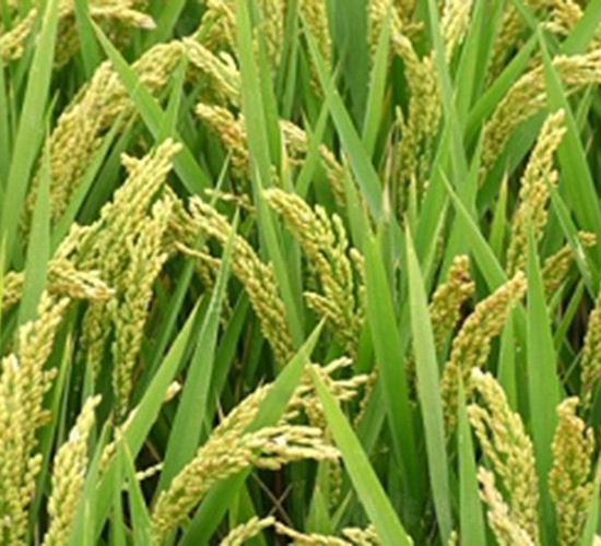 ԥ��8̖(h��o)-ˮ���N��-�ػͷN�I(y��)