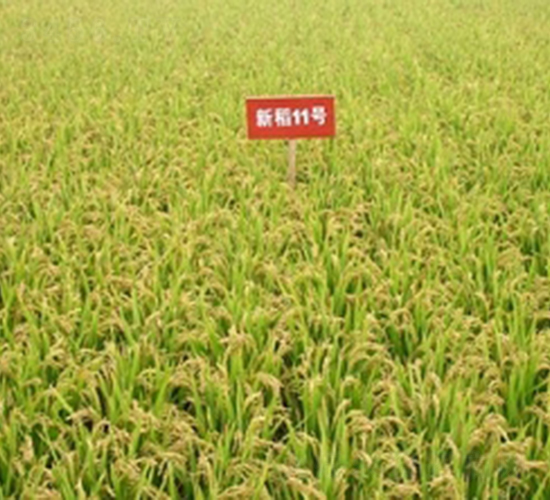 �µ�11̖-ˮ���N��-�ػͷN�I(y��)