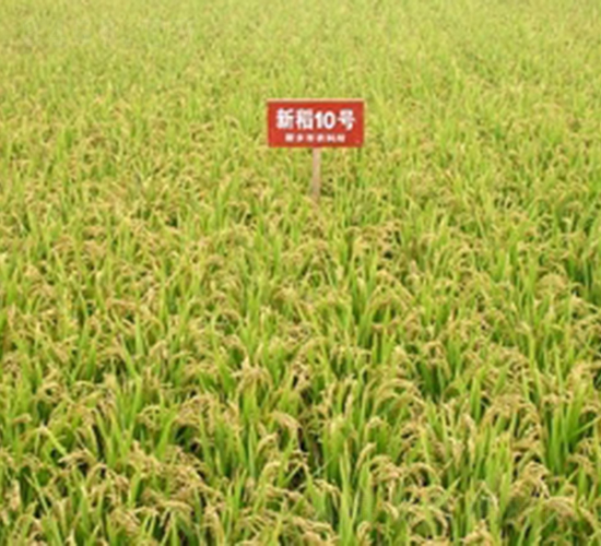 �µ�10̖(h��o)-ˮ���N��-�ػͷN�I(y��)