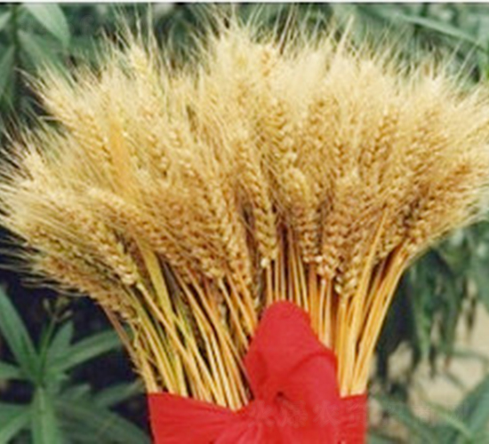 ԥ��69̖(h��o)-С���N��-�ػͷN�I(y��)