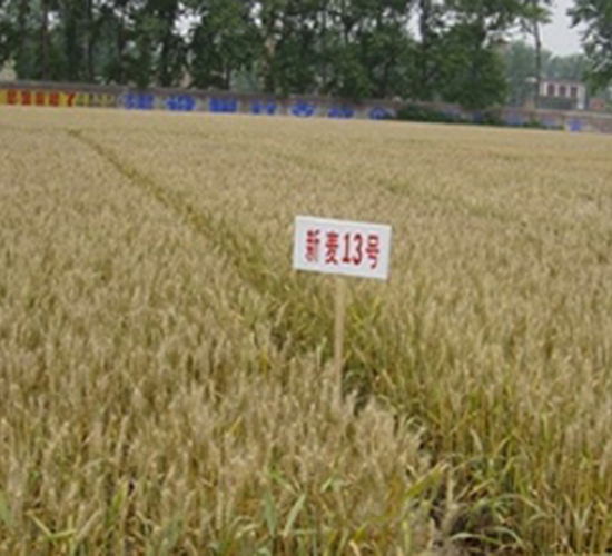 ����13̖(h��o)-С���N��-�ػͷN�I(y��)