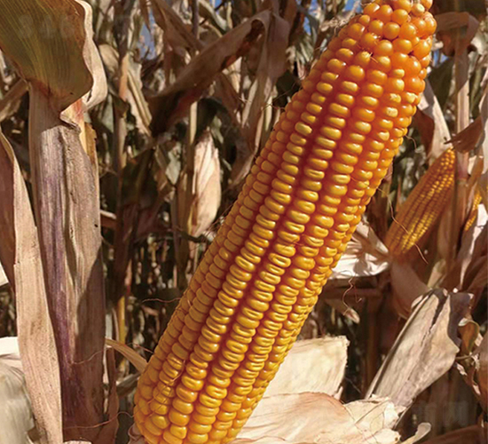 ������301-���׷N��-���ƷN�I(y��)