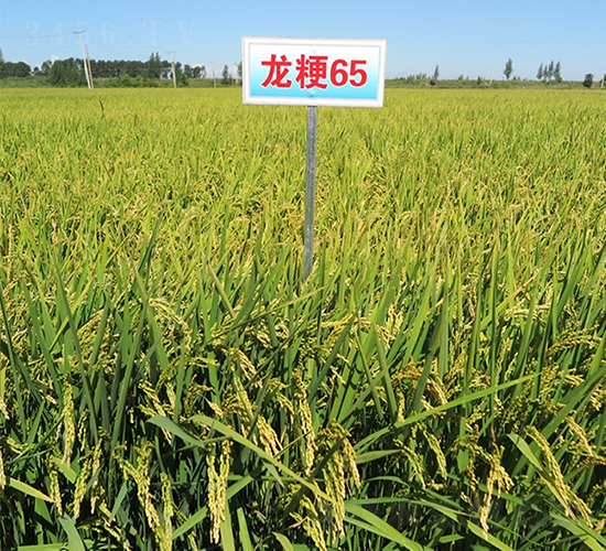 ����65-ˮ���N��-���ƷN�I(y��)