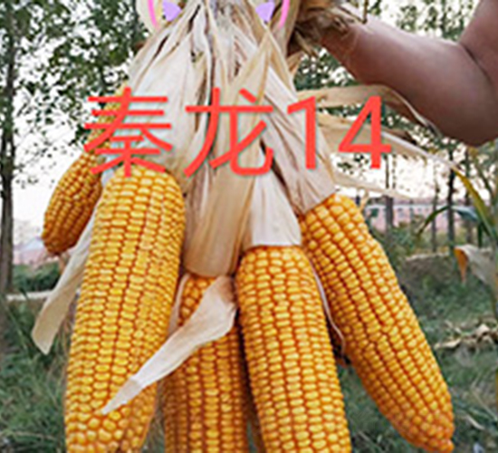 ����14-���׷N��-��N�I(y��)