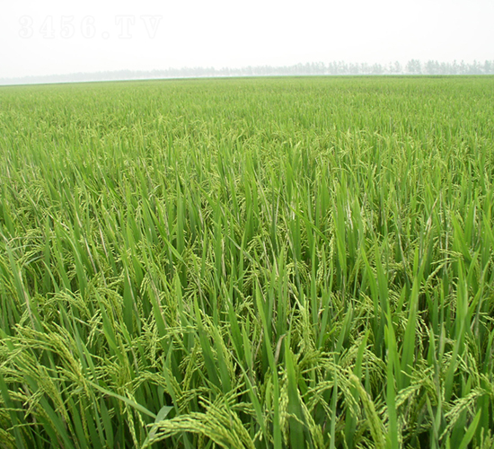 �G��1̖-ˮ���N��-��N�I(y��)