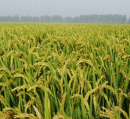 �Ŵ1̖-ˮ���N��-��N�I(y��)