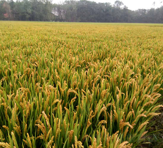 �Ŵ2̖-ˮ���N��-��N�I(y��)