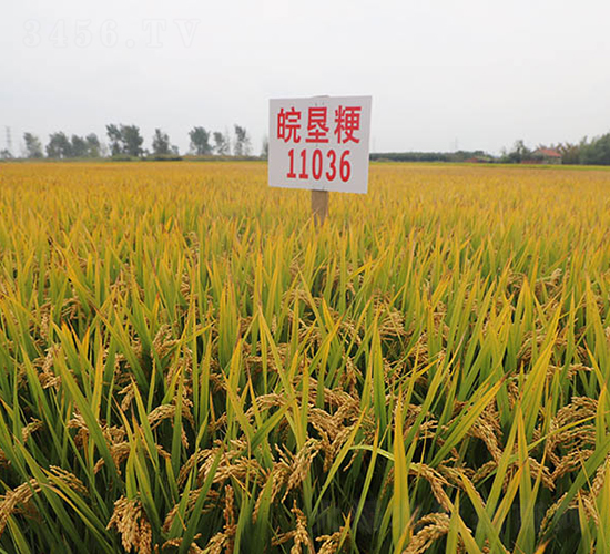 ���11036-ˮ���N��-��N�I(y��)