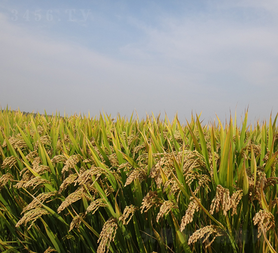 ������18̖-ˮ���N��-��N�I(y��)