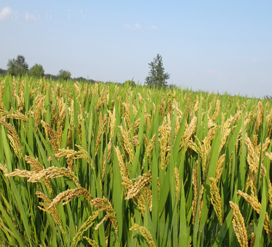 ���\(y��n)��27̖(h��o)-ˮ���N��-��N�I(y��)