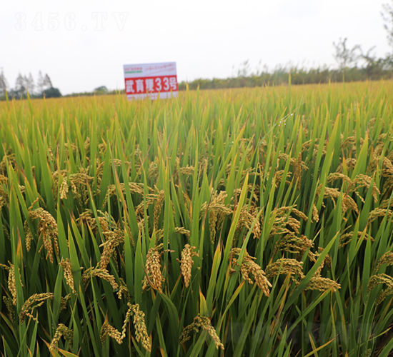 ������33̖-ˮ���N��-��N�I(y��)