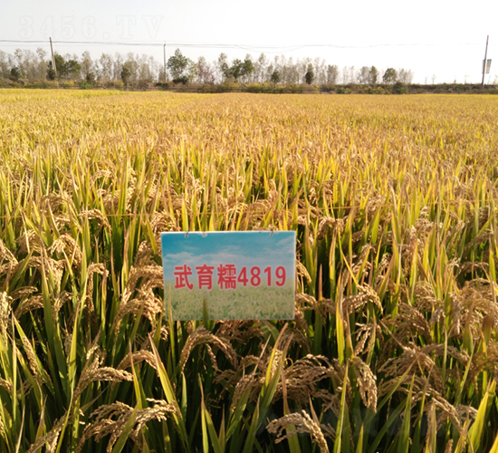 ����Ŵ4819-ˮ���N��-��N�I(y��)