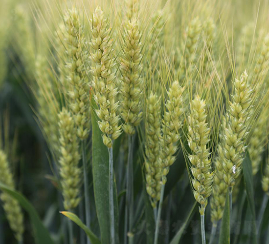 ����44-С���N��-��N�I(y��)