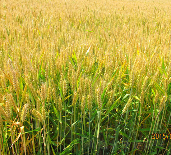 ����5̖(h��o)-С���N��-��N�I(y��)