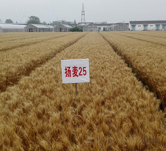 �P(y��ng)��25-С���N��-��N�I(y��)