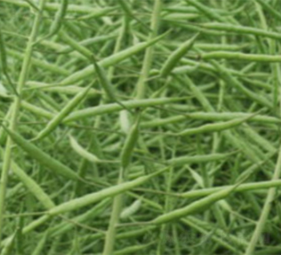 �к��s418-�Ͳ˷N��-�t��N�I(y��)