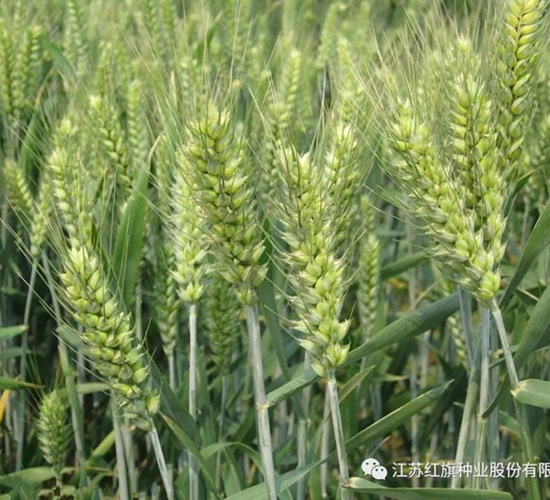 �K̩��1̖-С���N��-�t��N�I(y��)