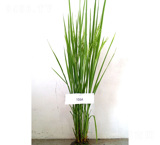 ̩106A-ˮ���N��-�t��N�I(y��)