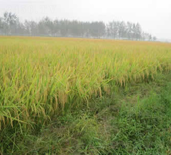 Y�Ƀ�(y��u)950-ˮ���N��-�t��N�I(y��)