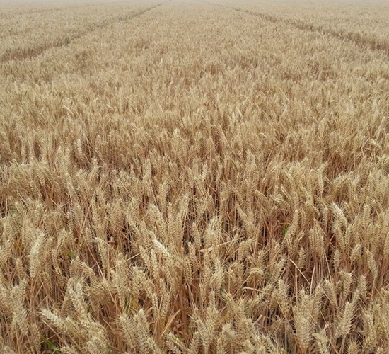 ����8̖-С���N��-�º�N�I(y��)