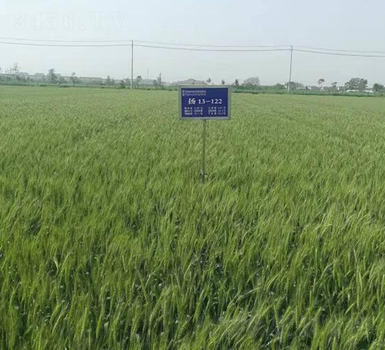 �P��31-С���N��-������