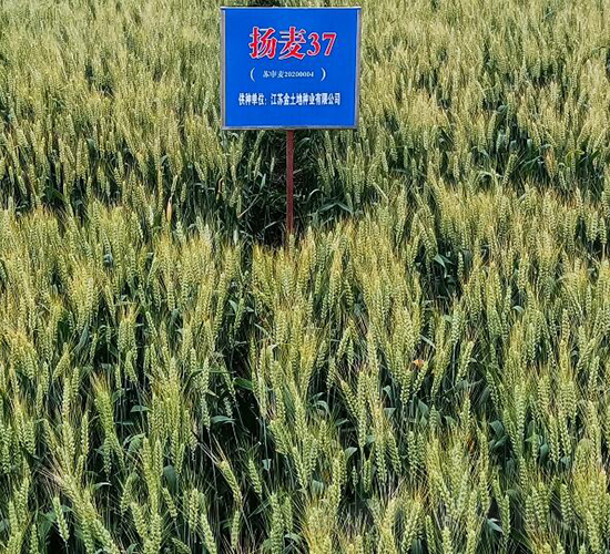 �P(y��ng)��37-С���N��-������