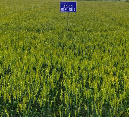 �Pݗ��13-С���N��-������