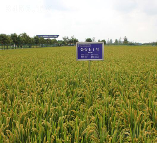 ������1̖ˮ���N��-������