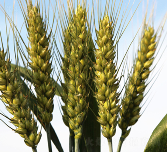 ����296-С���N��-���S�N�I(y��)