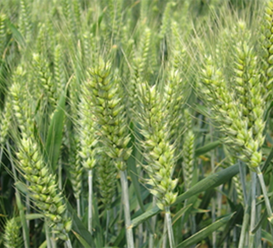 ��289-С���N��-���S�N�I(y��)