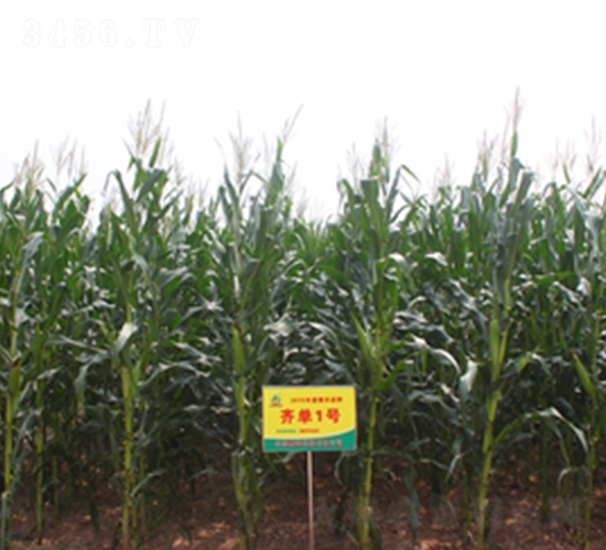 �R��1̖-���׷N��-���S�N�I(y��)