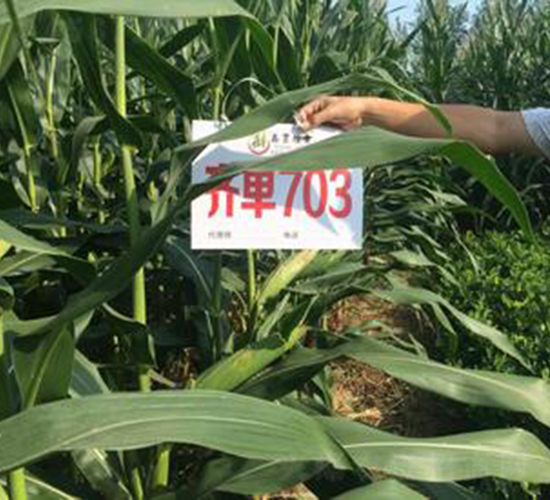 �R��703-���׷N��-���S�N�I(y��)