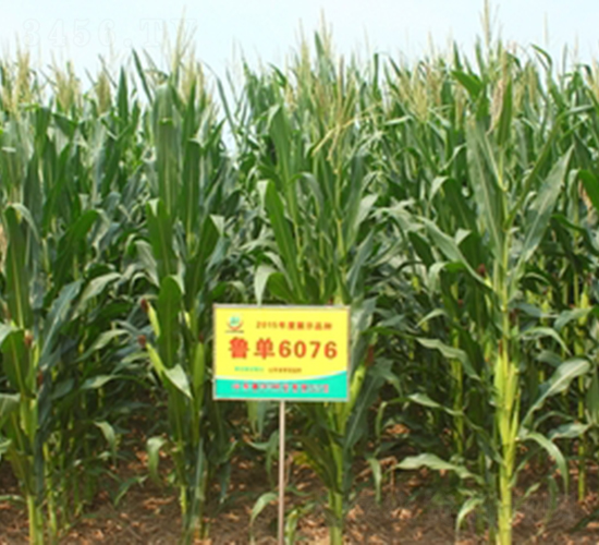 ����6076-���׷N��-���S�N�I(y��)