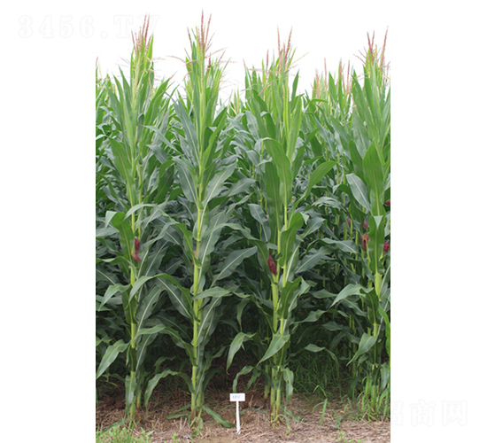 �R��805-���׷N��-���S�N�I(y��)