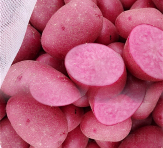 ����-�����N��-���S�N�I(y��)